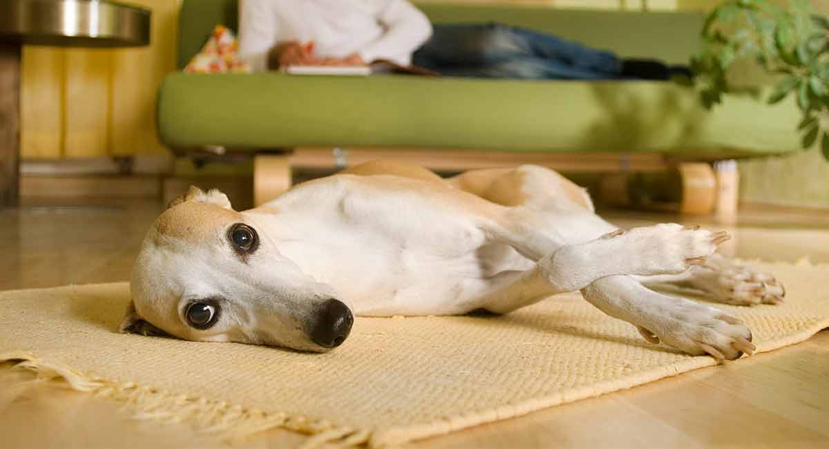 are whippets good for seniors