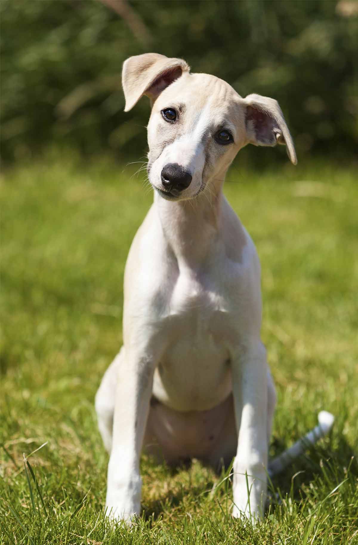 do whippets make good pets