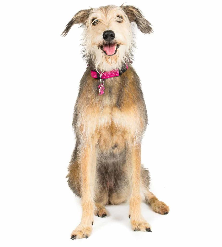 Whippet Terrier mix possibilities