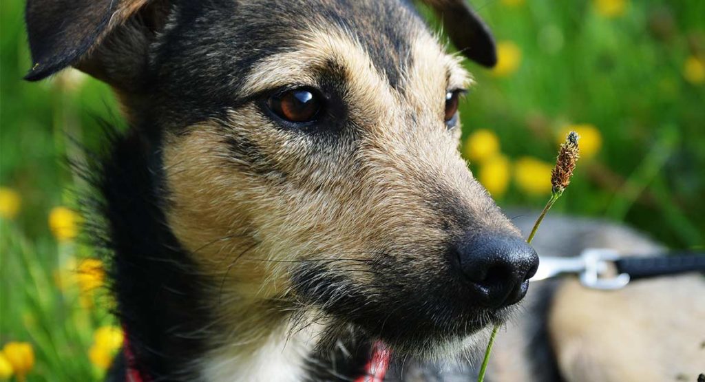 whippet mixed breeds