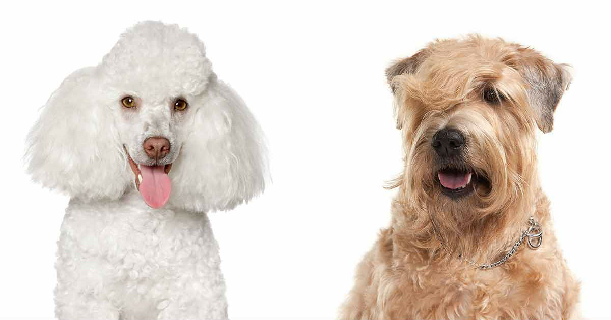 Whoodle Dog Information Center: The Wheaten Terrier Poodle Mix Breed