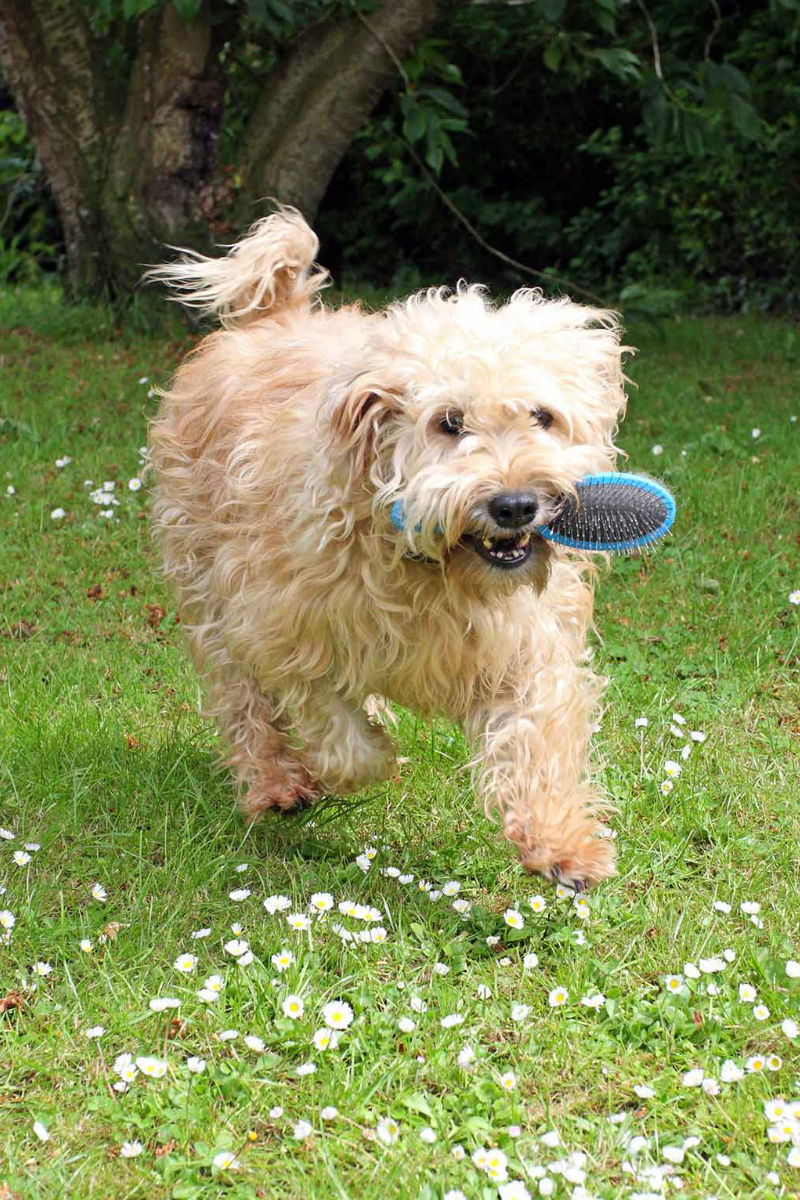 soft coated wheaten poodle mix