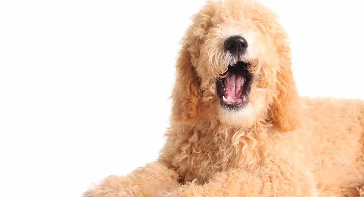 What does it mean when a dog howls at music