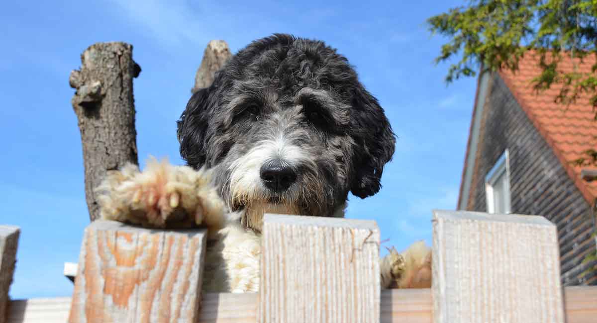 Aussiedoodle Size Chart