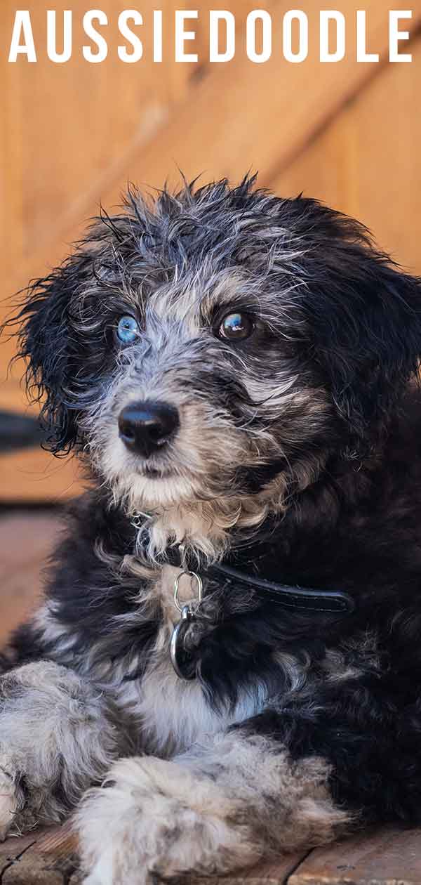 aussiedoodle australian shepherd