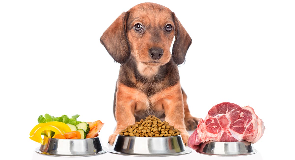 best dog food for dachshund mix