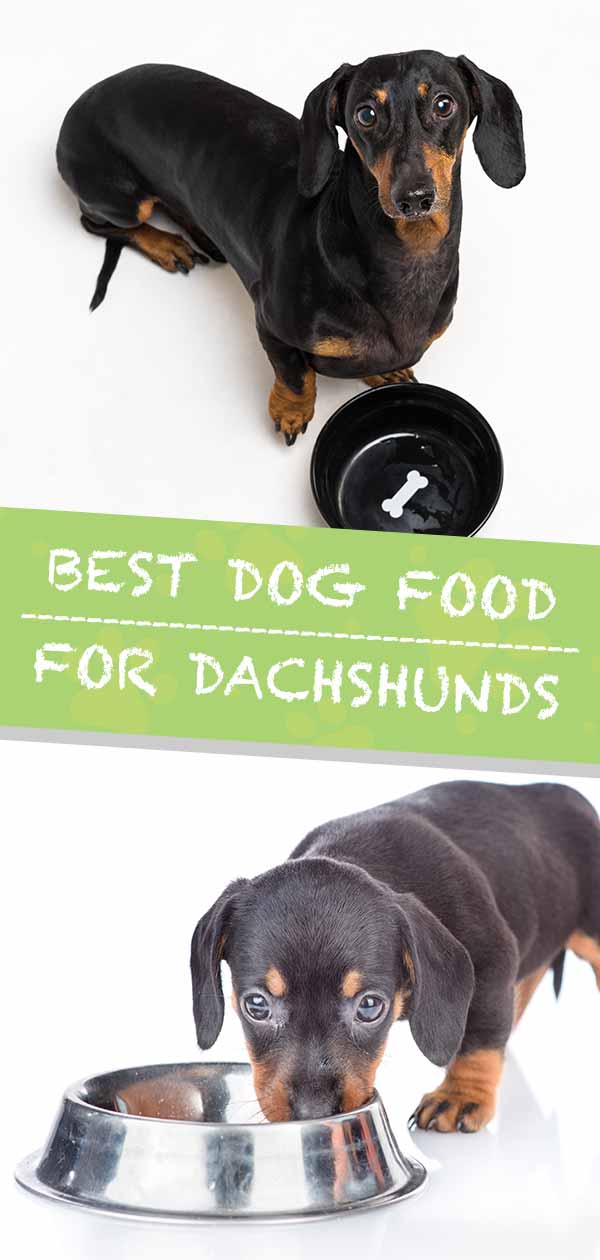Best Dog Food for Dachshunds HP tall