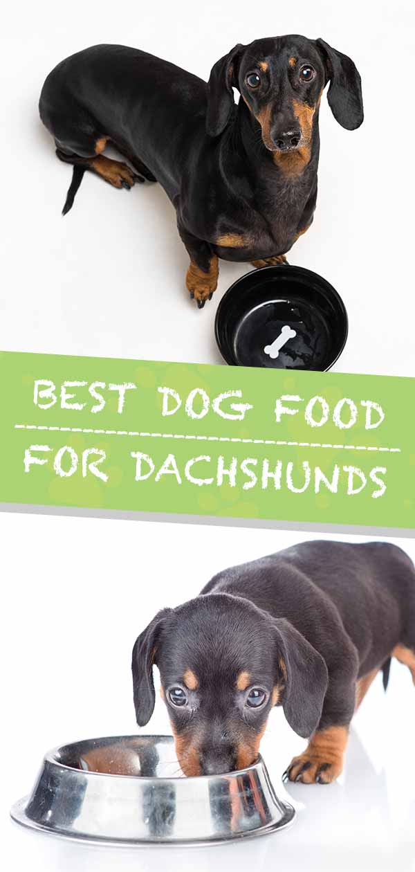 Dachshund Aging Chart