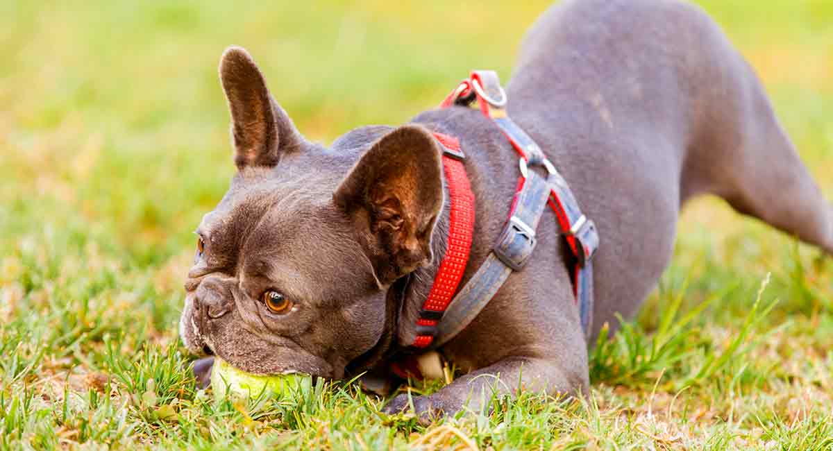 Frenchie Harness Size Chart