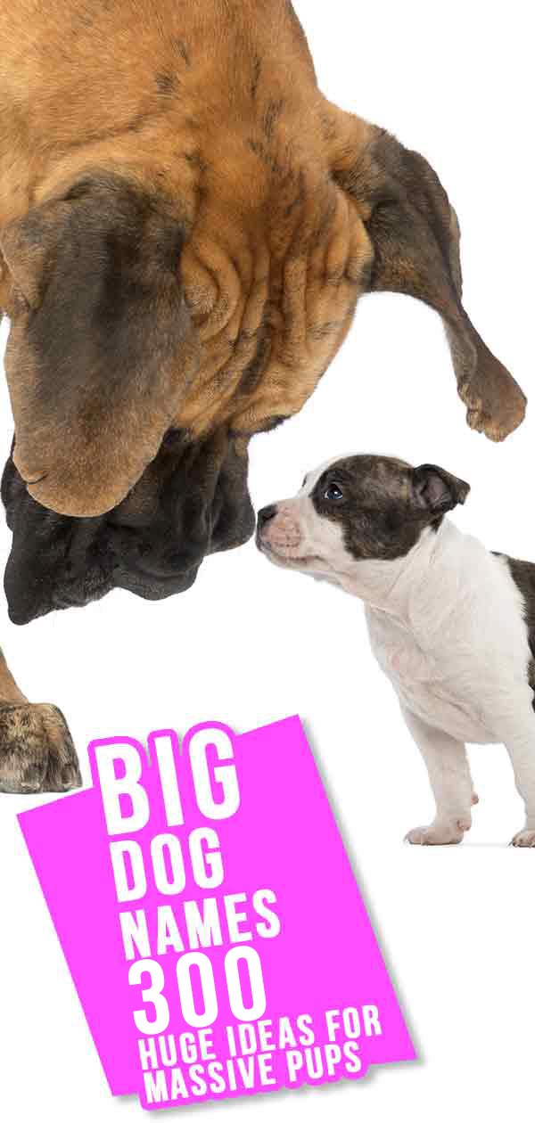 big-dog-names-450-huge-ideas-for-male-and-female-big-dog-breeds