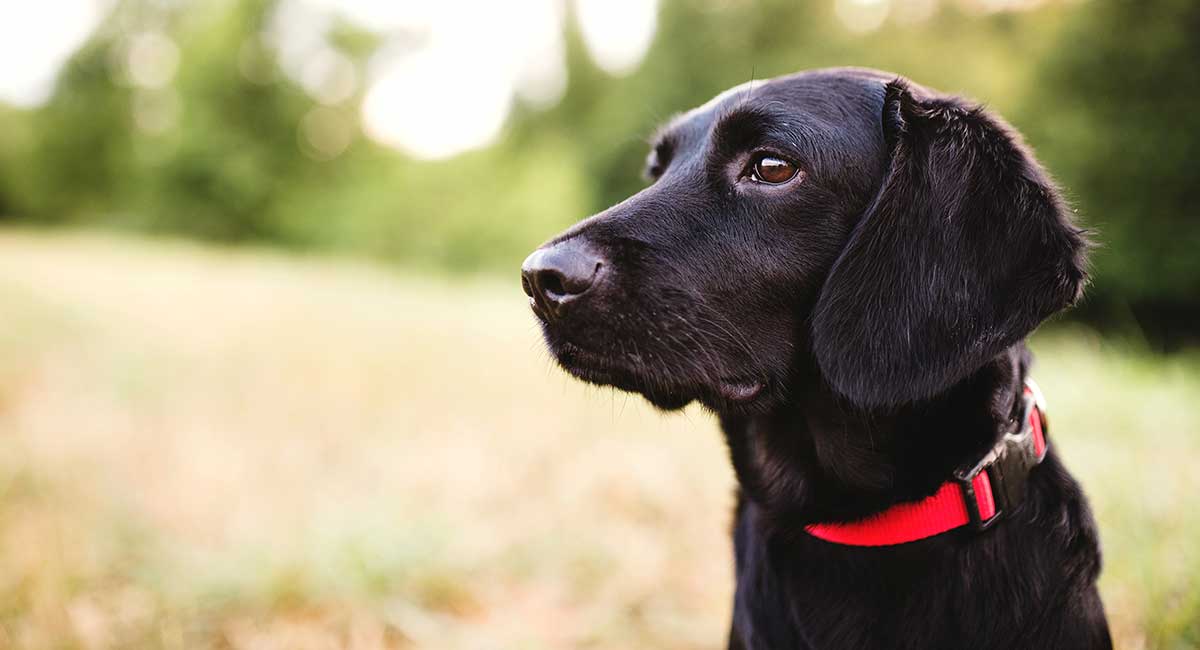 tiny black dog