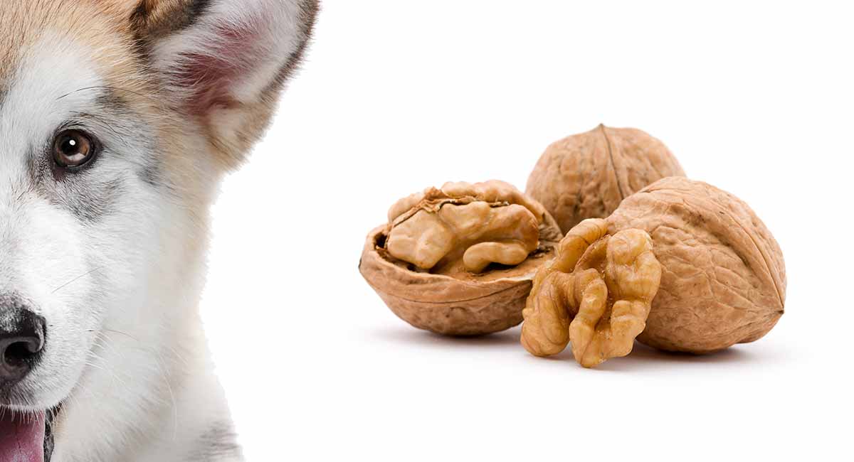 Can Dogs Eat Walnuts Safely Or Are They 