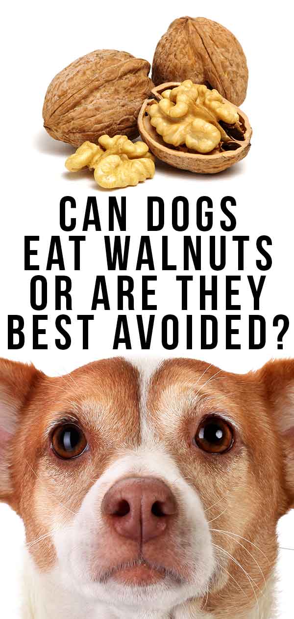 are walnuts bad for dogs to eat