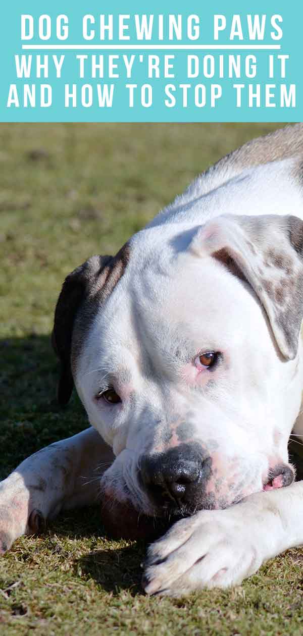 dog is gnawing on paw