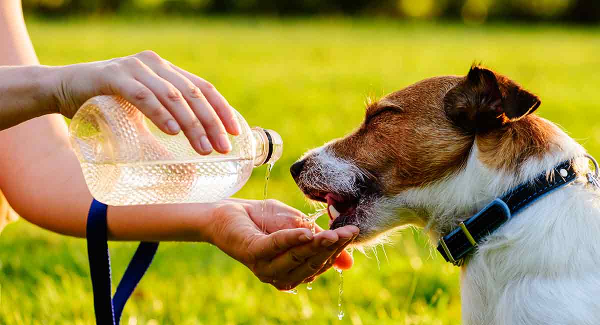 dog dehydration treatment home