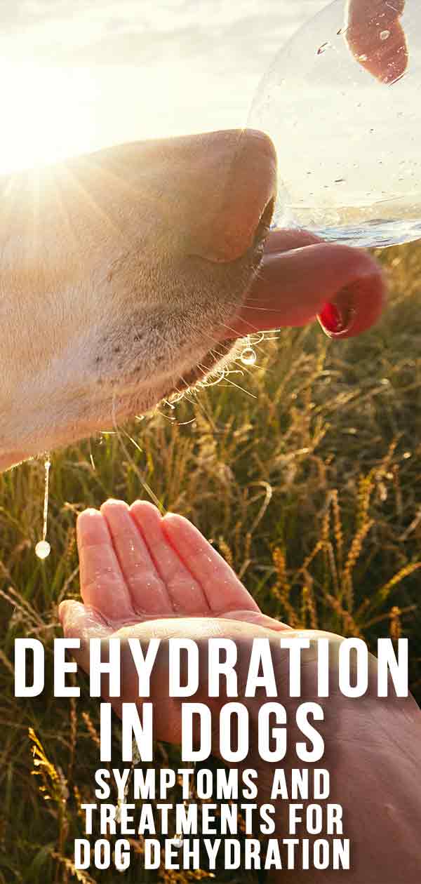 dog dehydration treatment home