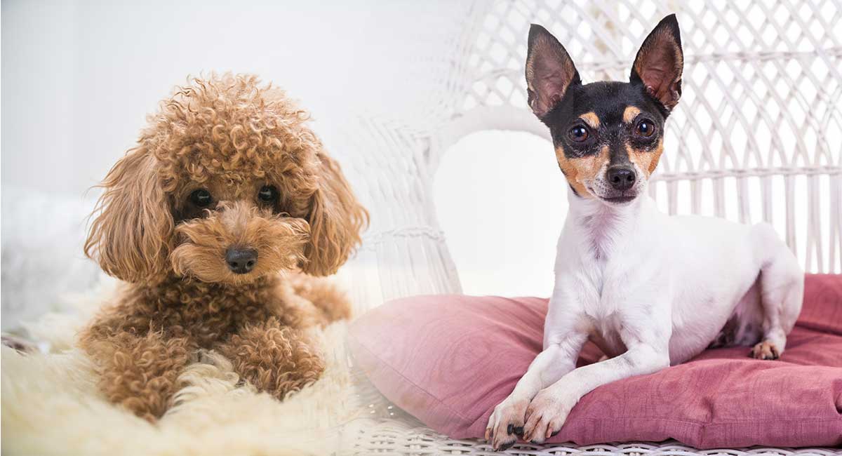 The Fox Terrier Poodle Cross