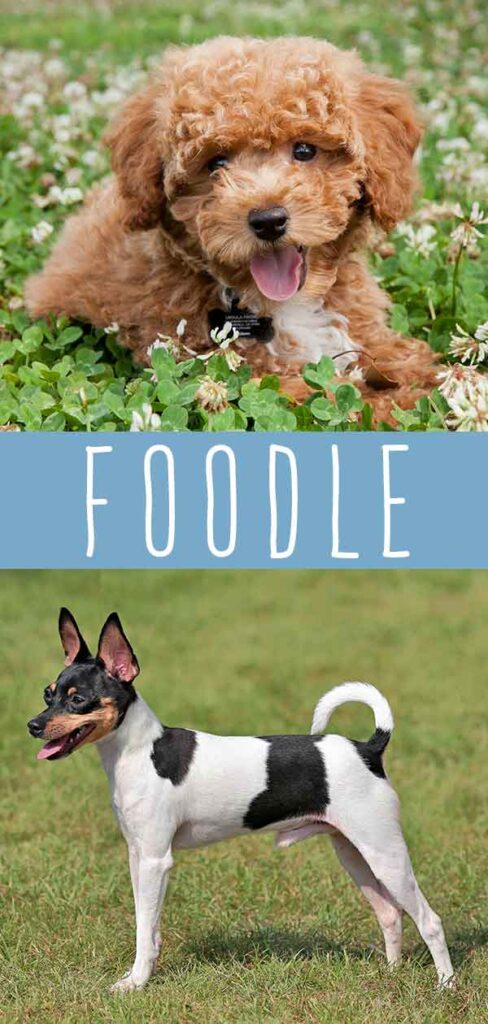 Foodle Dog Mix Breed Information Center - The Fox Terrier Poodle Cross