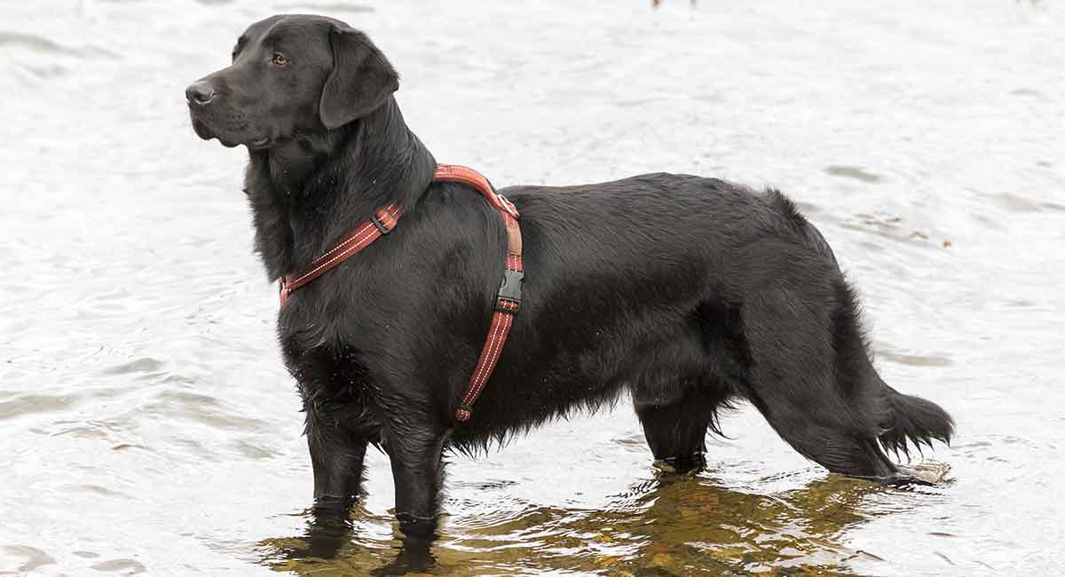 black lab golden retriever mix