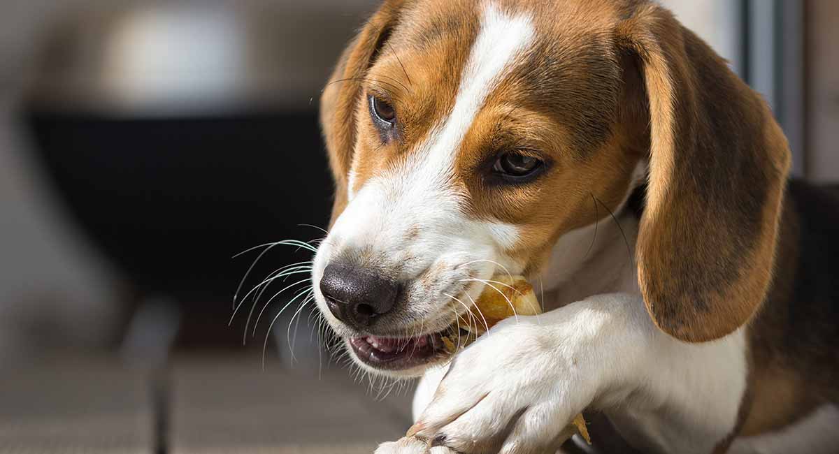 how long do beagle dogs live