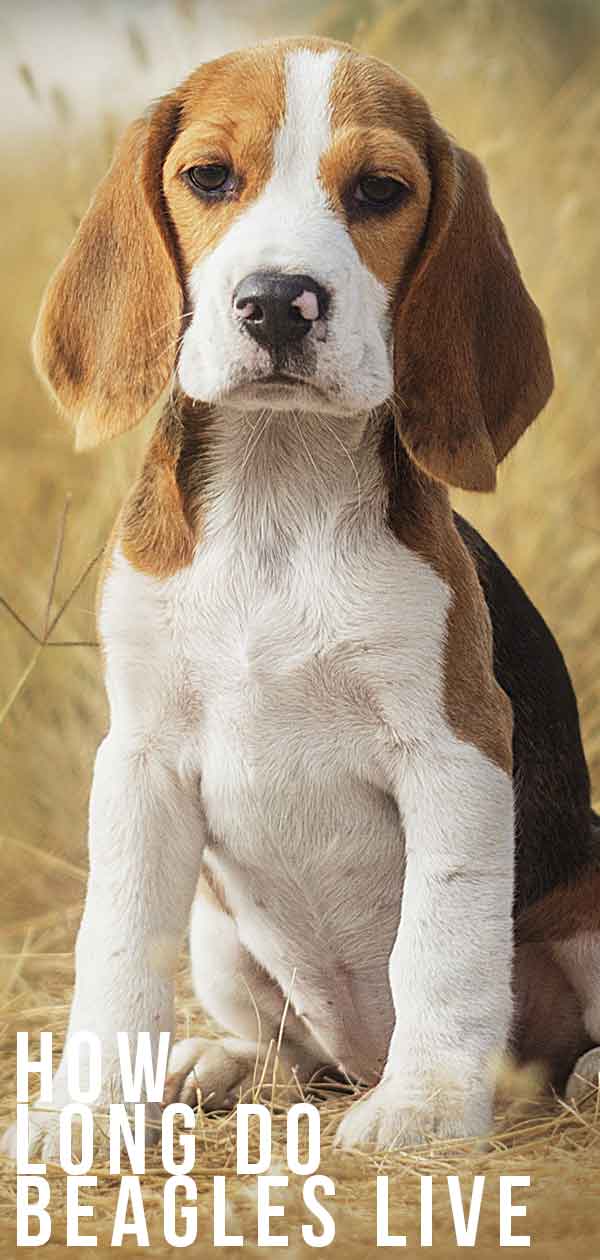 how old is the oldest beagle