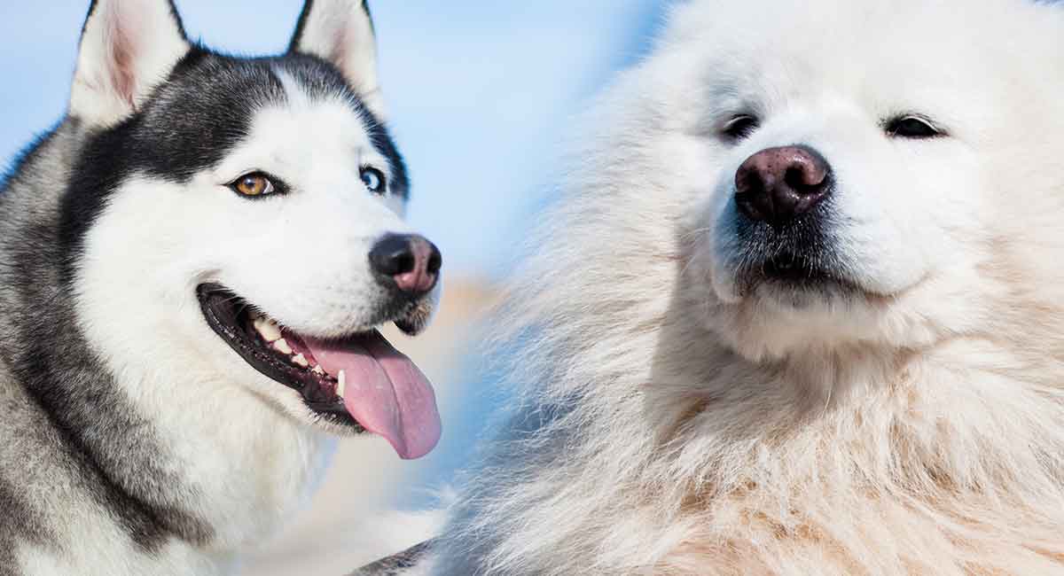 Huskimo Dog The Siberian Husky And American Eskimo Mix Breed