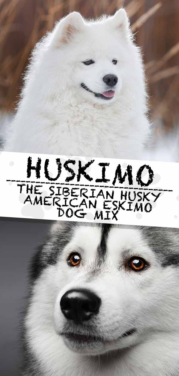 Huskimo Dog - The Siberian Husky and American Eskimo Mix Breed