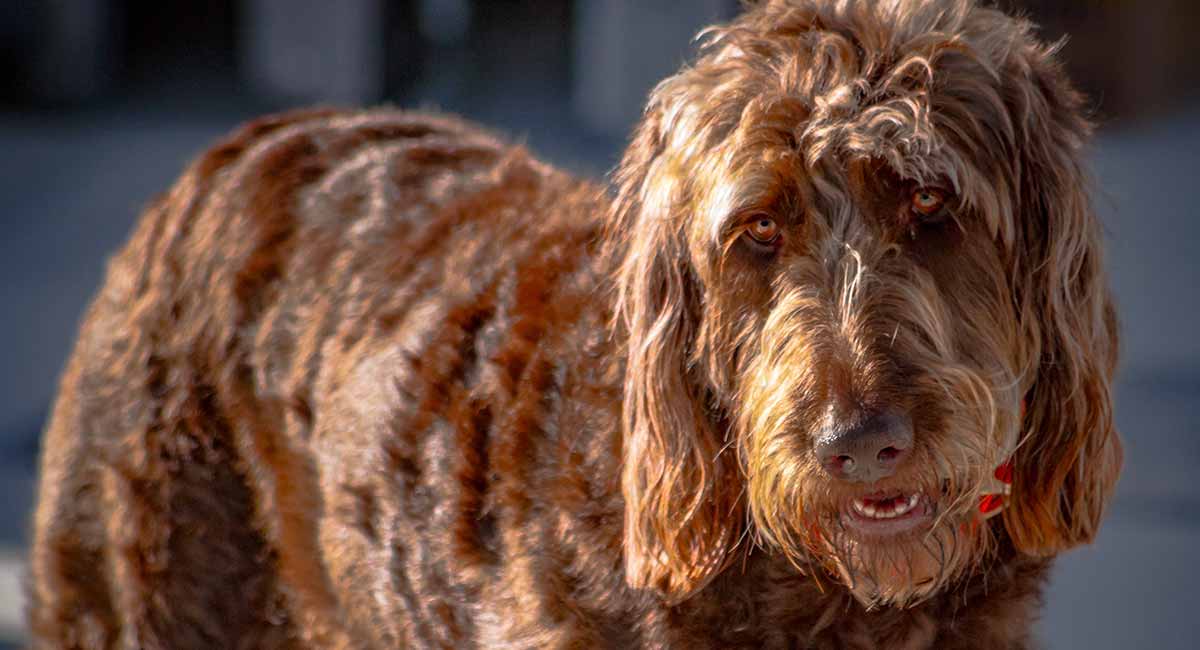 a non typical irish setter can get how big