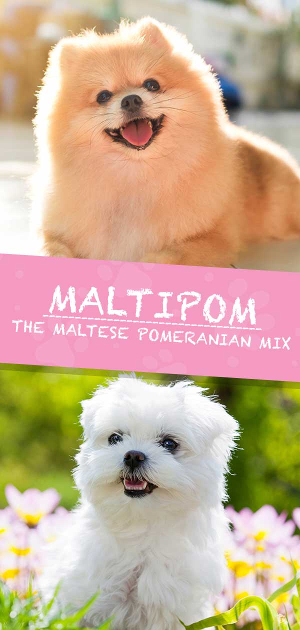 Maltipom – The Maltese Pomeranian Mix HP long