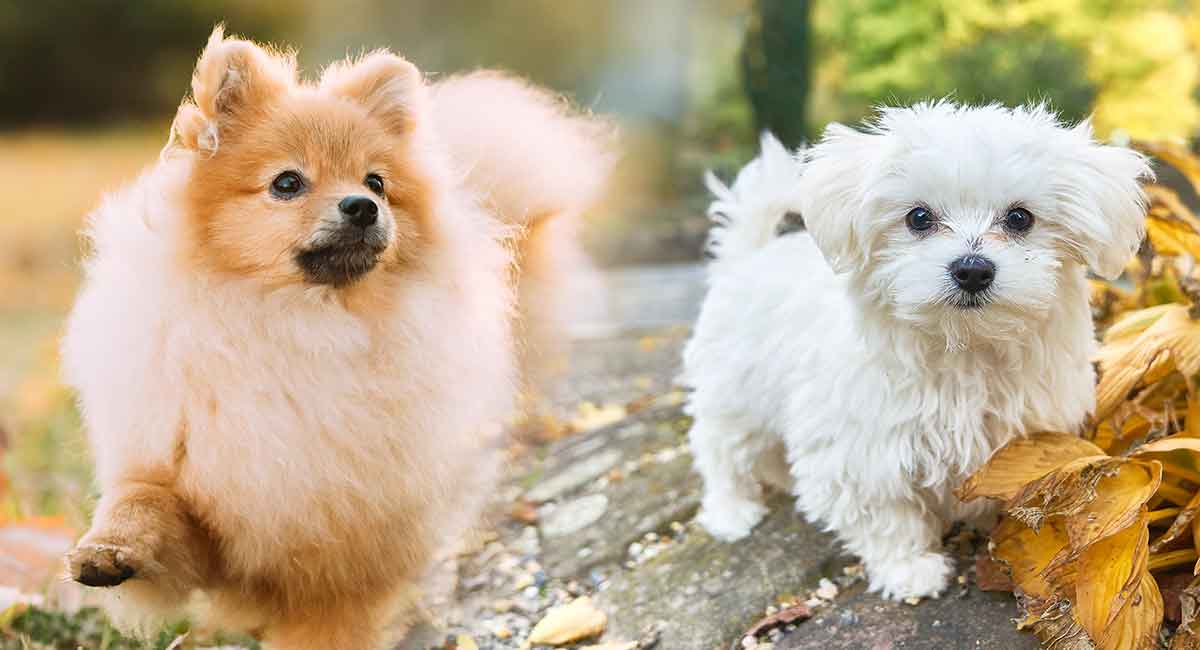 Maltese pomeranian full store grown