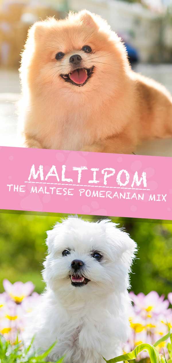 Maltipom – The Maltese Pomeranian Mix HP long