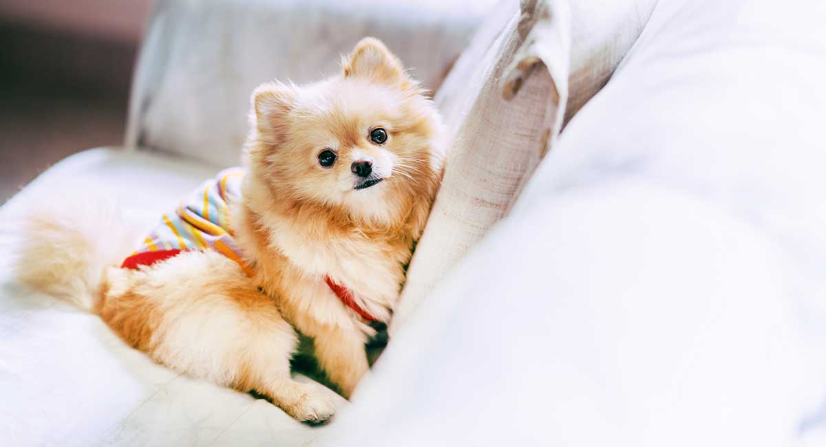 Light brown pomeranian