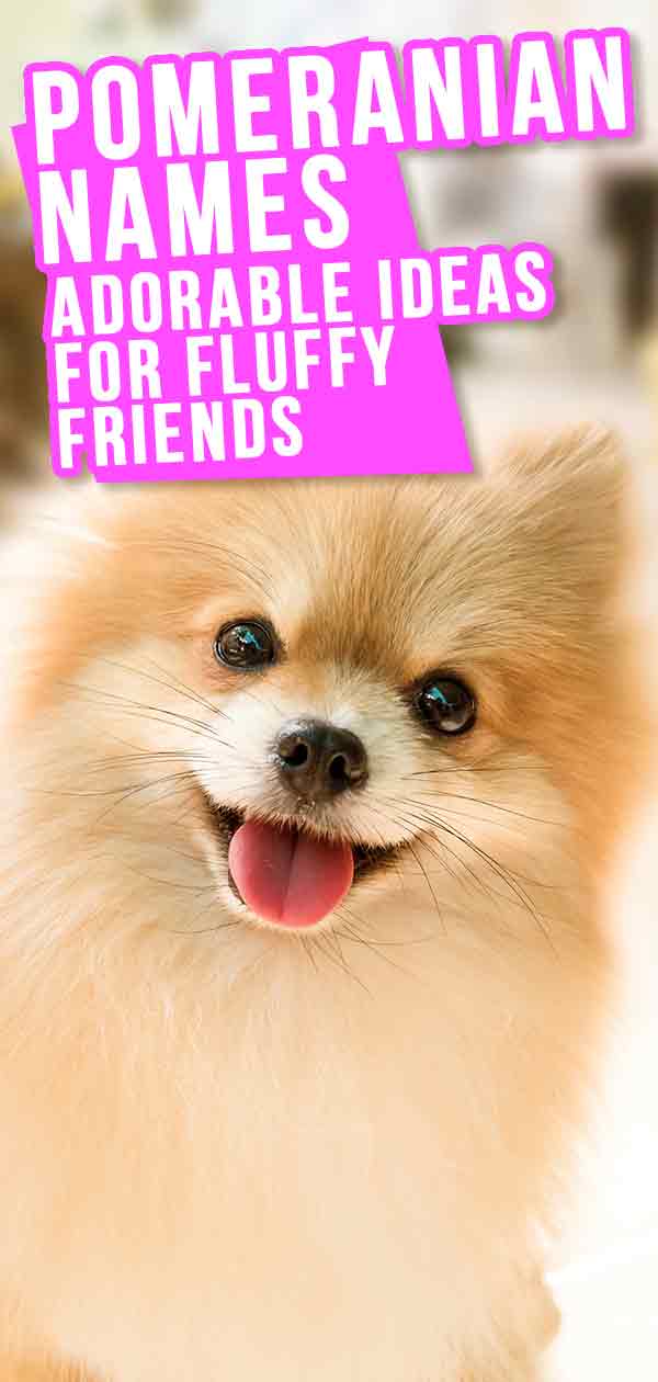 popular pomeranian names