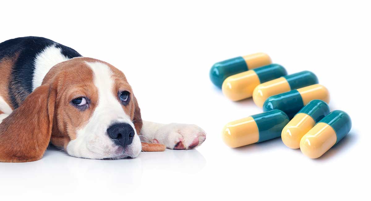 can i take my dogs tramadol