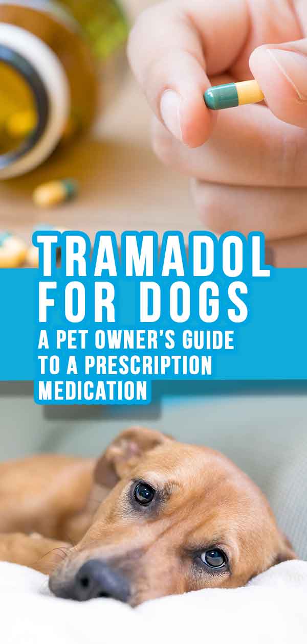 Can You Give Tramadol To Cats