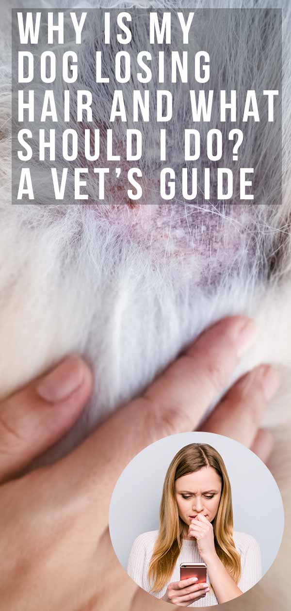 dog losing hair