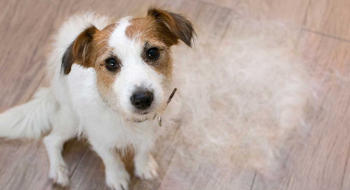 dog losing hair