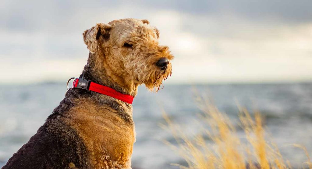 airedale terrier