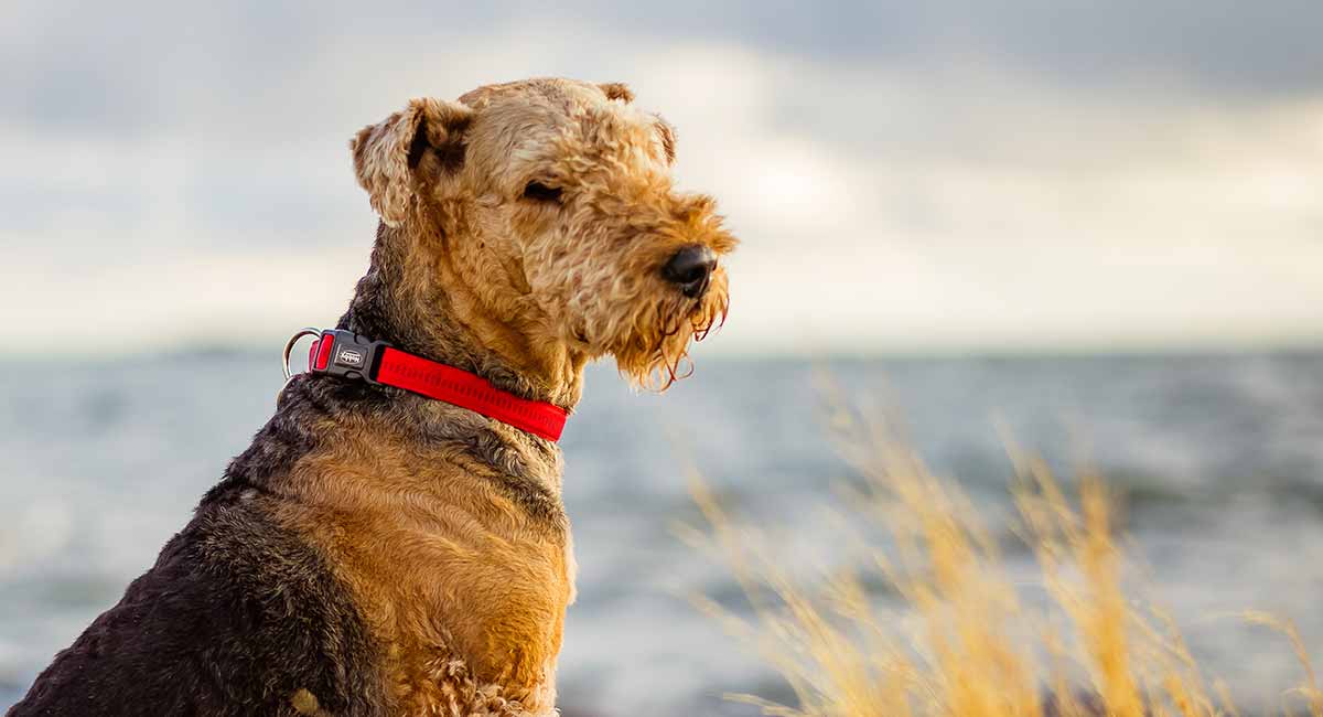 airedale terrier terrier breeds