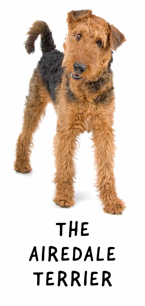 airedale terrier
