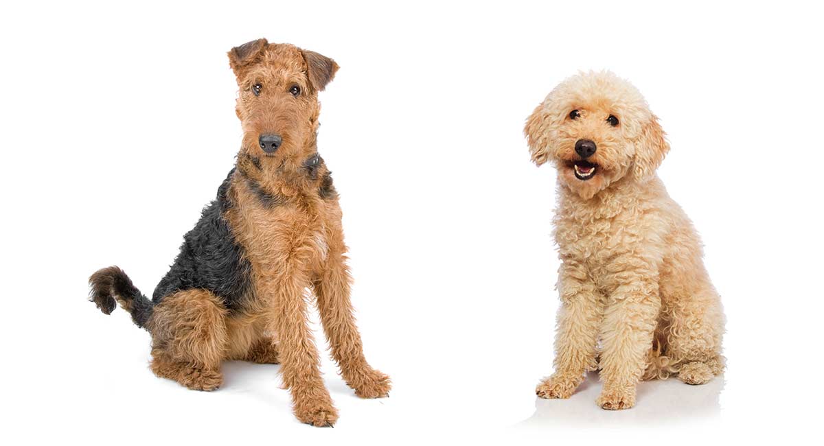 The Airedale Terrier Poodle Mix