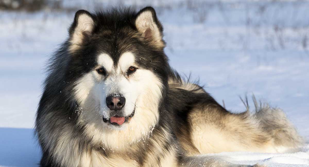 what kind of dog is a malamute