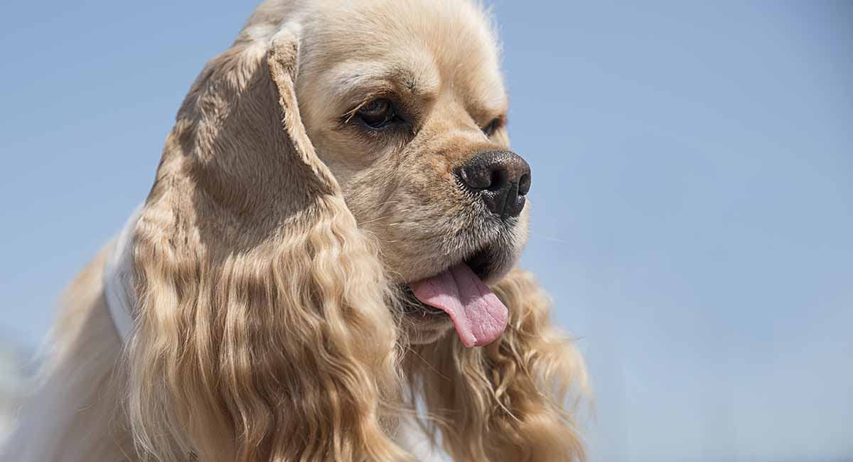 types cocker spaniel