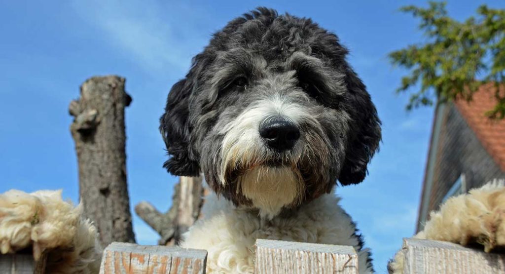 What is an Aussiedoodle?