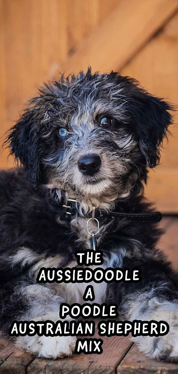 Aussiedoodle The Australian Shepherd Poodle Mix Breed Dog