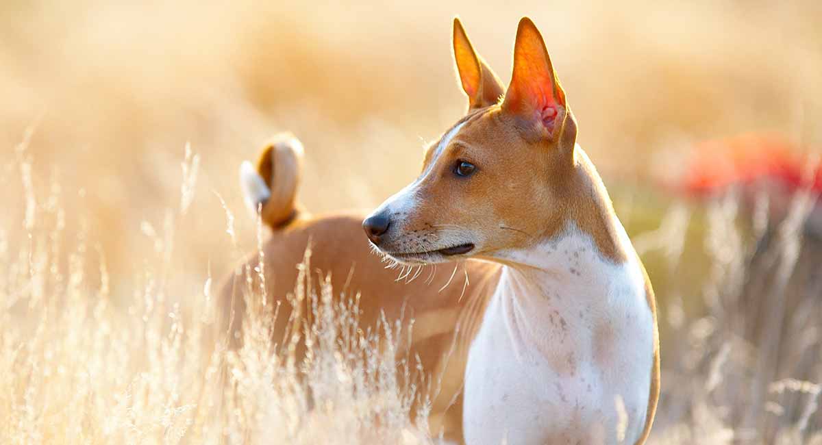 Hvordan ser en Basenji ud?