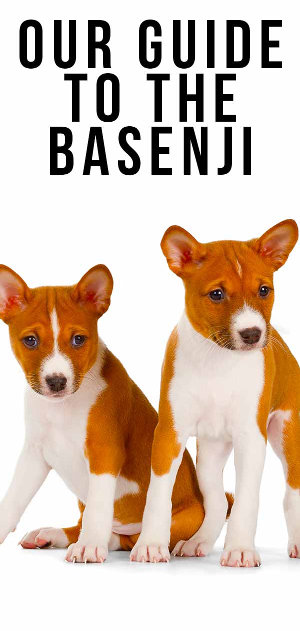 are basenjis hard to train