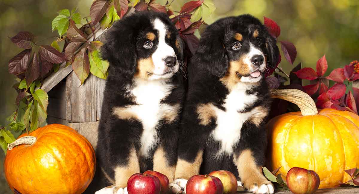 how to train your bernese mountain dog puppy