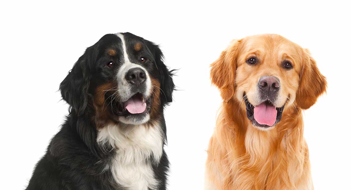 Bernese Mountain Dog Golden Retriever Mix Breed A Complete Guide