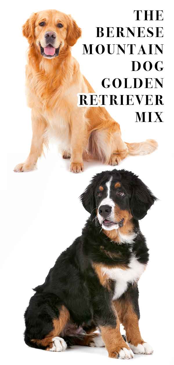 Bernese Mountain Dog Golden Retriever Mix - The Golden Mountain Dog